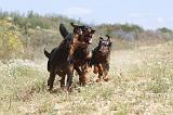 BEAUCERON 276